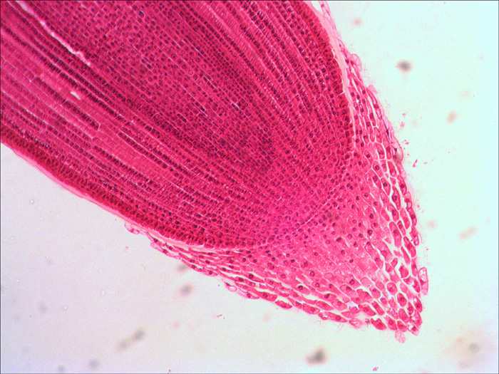 LEV-29278_5.jpg